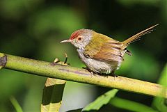 Common Tailorbird